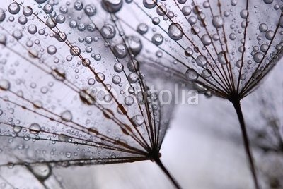 Anette Linnea Rasmus, dandelion seeds (pusteblume, samen, grau, fallen lassen, weich, pappus, blume, backgrounds, verwischen, verschwommen, botanisch, braun, schließen, dandy, details, verträumt, flora, floral, gärten, haarig, makro, natur, draußen, mustern, pflanze, silhouette, himme)