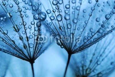 Anette Linnea Rasmus, dandelion seeds (pusteblume, samen, blau, fallen lassen, weich, pappus, blume, backgrounds, verwischen, verschwommen, botanisch, braun, schließen, dandy, details, verträumt, flora, floral, gärten, haarig, makro, natur, draußen, mustern, pflanze, silhouette, himme)