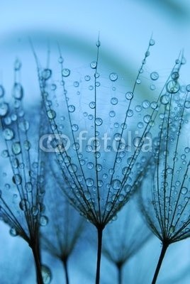 Anette Linnea Rasmus, dandelion seeds (pusteblume, samen, blau, fallen lassen, weich, pappus, blume, backgrounds, verwischen, verschwommen, botanisch, braun, schließen, dandy, details, verträumt, flora, floral, gärten, haarig, makro, natur, draußen, mustern, pflanze, silhouette, himme)