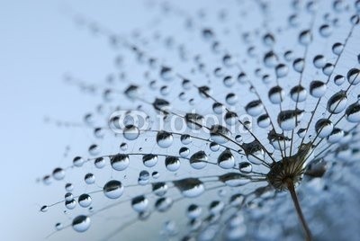 Anette Linnea Rasmus, dandelion seeds (pusteblume, samen, blau, fallen lassen, weich, pappus, blume, backgrounds, verwischen, verschwommen, botanisch, braun, schließen, dandy, details, verträumt, flora, floral, gärten, haarig, makro, natur, draußen, mustern, pflanze, silhouette, himme)