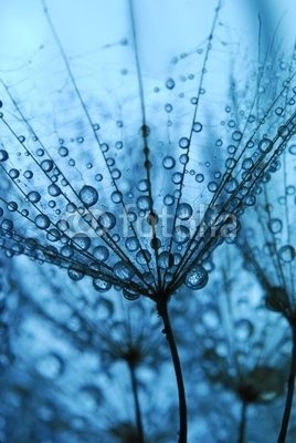 Anette Linnea Rasmus, dandelion seeds (pusteblume, samen, blau, fallen lassen, weich, pappus, blume, backgrounds, verwischen, verschwommen, botanisch, braun, schließen, dandy, details, verträumt, flora, floral, gärten, haarig, makro, natur, draußen, mustern, pflanze, silhouette, himme)