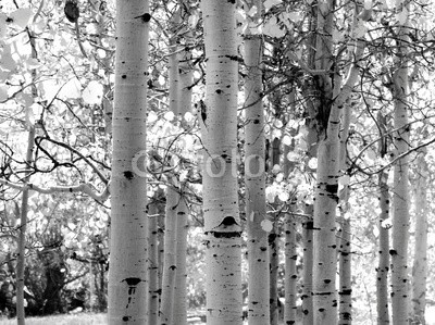 David Smith, black and white image of aspen trees (herbst, hintergrundbeleuchtet, borke, birke, verzweigt, staat, dramatisch, laubwerk, wald, isoliert, landschaft, leaf, ausreisen, licht, wiese, national park, natur, draußen, einträchtig, postkarte, ländliche, landschaftlich, jahreszeitlich, beruhig)