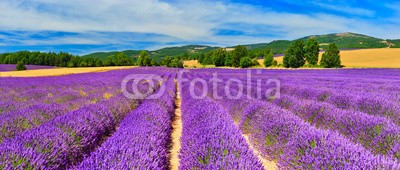 denis_333, Lavender field (lavendel, feld, ackerbau, anblick, blume, pflanze, froh, landschaft, reihe, linie, frankreich, provence, sommer, landschaf)