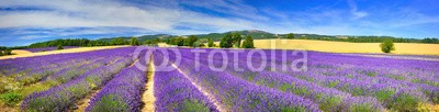denis_333, Panorama of lavender field (panorama, lavendel, blume, feld, landschaft, anblick, landschaft, froh, plat)