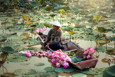sutiporn, Agriculture is harvesting lotus in the swamp. (asien, hintergrund, körbe, schöner, blühen, business, kultur, dekoration, entwerfen, weiblich, floral, blume, essen, gärten, grün, hanoi, chapeau, haus, frau, märkte, natur, alt, leute, pflanze, frühling, straße, sommer, vietnam, frau, lotus, lao)
