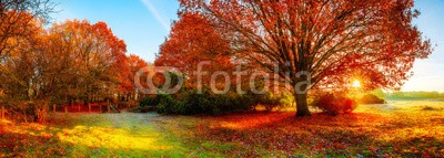 John Smith, Landscape in autumn with big oak tree (baum, herbst, sonne, wald, herbst, wiese, landschaft, herbstlandschaft, natur, landwirtschaftlich, wiese, sonnenaufgang, eiche, blatt, rot, herbstlaub, jahreszeit, farbe, deutsch, sonnenstrahl, ast, groß, niemand, beschaulichkeit, stille, hintergrun)
