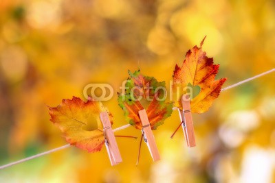 Alaskajade, Colorful autumn leaves with a heart shape cut hanging on a clothesline by a clothespin (wechseln, herbst, blatt, jahreszeit, fallen, neues leben, natur, variationen, ahorn, september, october, botanik, ahornblatt, vielfarbig, thanksgiving, braun, gelb, rot, umwelt, jahreszeitlich, dekoration, konzept, sammlung, horizontale, hintereinande)