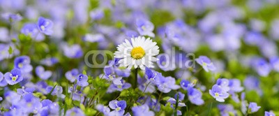 Wolfilser, Frühlingswiese mit Gänseblümchen (frühling, natur, frühlingsblume, bavaria, landschaft, wiese, blume, jahreszeit, time out, banner, panorama, niemand, organisch, entspannung, spa, erholung, erholung, gärten, gesundheit, gras, glückwunschkarte, landen, park, posters, sommer, umwel)