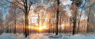 Smileus, Winter Landschaft: Zauberhafter Sonnenuntergang im Wald (landschaft, winter, sonne, schnee, winterlandschaft, natur, baum, wald, panorama, schneelandschaft, picturesque, frost, verschneit, sonnenaufgang, sonnenuntergang, froh, sonnenstrahl, sonnenschein, himmel, blau, weiß, gold, aussen, baum, winterlic)