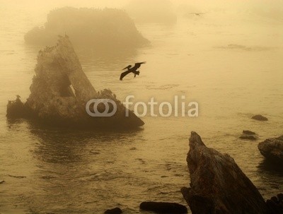 David Smith, group of islands off pismo beach california with pelican in flig (tier, vogelhaus, vögel, braun, california, verlassen, furchterregend, federn, flug, fliege, nebel, jura, nebel, moody, natur, nautisch, draußen, prähistorisch, fels, landschaftlich, meer, seelandschaft, küste, küstenlinie, aufsteigen, einsamkei)