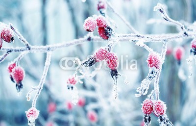 nataba, colorful beautiful branch with ripe red berries of wild rose covered with white frosty crystals of frost in the winter garden (frost, jahreszeit, rosa, beere, winter, rot, saftiges, gesundheit, weiß, kalt, natur, eis, gärten, frische, verzweigt, pflanze, schnee, hintergrund, obst, close-up, busch, outdoors, wild, rime, gesund, schöner, schönheit, gefroren, vitamine, detail)