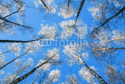 nataba, the natural view from the bottom to the tops of the birch trees covered with white frost against a blue sky (bottom, oberteile, birke, himmel, winter, baum, verzweigt, schöner, frost, weiß, natur, jahreszeit, bedeckt, landschaft, blau, schnee, hintergrund, park, laubwerk, wald, kalt, wetter, sonne, weihnachten, frostig, verschneit, gefroren, hain, tage, ne)