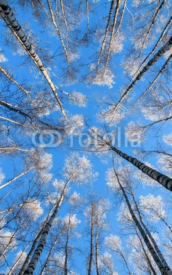 nataba, beautiful natural background with long, slender trunks of the birch trees reaching to a blue sky the top is covered with white bright snow (bottom, oberteile, birke, himmel, winter, baum, verzweigt, schöner, frost, weiß, natur, jahreszeit, bedeckt, landschaft, blau, schnee, hintergrund, park, laubwerk, wald, kalt, wetter, sonne, weihnachten, frostig, verschneit, gefroren, hain, tage, ne)