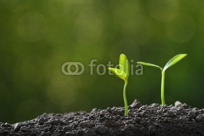 amenic181, Young plant in the morning light growing out from soil (pflanze, baum, samen, keimling, spriessen, zuwachs, anbauend, jung, neu, life, knospe, anfang, gemüse, klein, gartenarbeit, ackerbau, gärten, natur, licht, verschmutzt, junger baum, baby, grün, frühling, konzept, blatt, umwelt-, ökologie, bauernho)