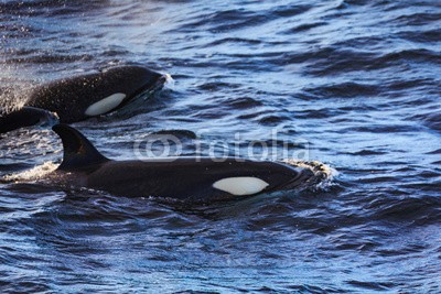 IAM-PHOTOGRAPHY, Orcas pilot whales taken at the atlantic near andenes (tier, schwertwal, lebewesen, tauchen, enorm, fisch, fluke, grau, huge, lofoten, säugetier, massiv, berg, natur, norden, norge, ozean, piloten, skala, meer, schnee, sperma, walrat, schwimmen, schwanz, wasser, wal, wildlif)