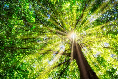 eyetronic, Grüner Baum im Frühling mit Sonne im Gegenlicht (baum, wald, grün, sonne, frühling, baumkrone, sommer, licht, hell, froh, sonnenstrahl, sonnenschein, buche, buch, baumstamm, ast, zweig, natur, landschaft, aussen, ökologie, naturschutz, park, frisc)