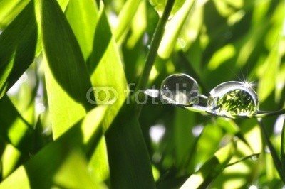 Stefan Körber, Wassertropfen (wasser, rieseln, bambus, organisch, biologisch, blatt, fallen lassen, entspannen, entspannung, erholung, farne, feuchtgebiet, rahe, spaß, gesund, gesundheit, glaube, funkeln, gras, grün, backgrounds, klar, animation, licht, massage, meditation, close-u)