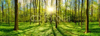 John Smith, Beautiful forest in spring with bright sun shining through the trees (wald, baum, sonne, frühling, grün, jahreszeit, lichtung, gedeihen, sonnenstrahl, lichtung, froh, hübsch, morgens, frisch, licht, idylle, botanik, naturschutzgebiet, frühling, panorama, groß, baum, sommer, waldboden, traumhaft, wunderba)