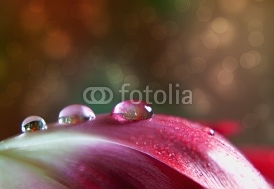 Nailia Schwarz, Dew Drop on Tulip (tautropfen, tau, fallen lassen, wassertropfen, wasser, pure, reinheit, schöner, schönheit, blühen, blühen, blumenstrauss, karte, farbe, bunt, dekoration, ostern, flora, floral, blume, frisch, geschenk, grün, begrüssung, natur, postkarte, hübsch, ro)