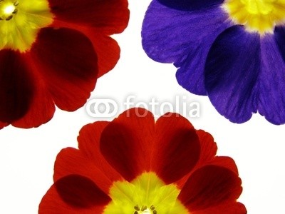 Anette Linnea Rasmus, spring primula (primel, primel, rot, blau, blume, backgrounds, blühen, blühen, botanisch, botanisch, knospe, close-up, verfärbt, details, gärten, isoliert, makro, pflanze, jahreszeit, jahreszeitlich, frühling, strukturen, samt, weiß, gel)