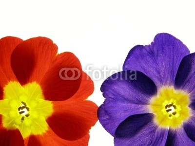 Anette Linnea Rasmus, spring primula (primel, primel, rot, blau, blume, backgrounds, blühen, blühen, botanisch, botanisch, knospe, close-up, verfärbt, details, gärten, isoliert, makro, pflanze, jahreszeit, jahreszeitlich, frühling, strukturen, samt, weiß, gel)