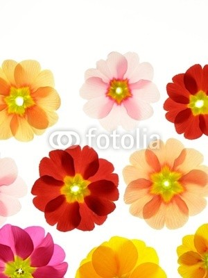 Anette Linnea Rasmus, spring primula (primel, primel, rot, rosa, blume, backgrounds, blühen, blühen, botanisch, botanisch, knospe, close-up, verfärbt, details, gärten, isoliert, makro, pflanze, jahreszeit, jahreszeitlich, frühling, strukturen, samt, weiß, gel)