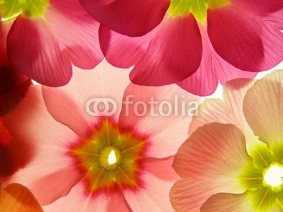 Anette Linnea Rasmus, spring primula (primel, primel, rot, rosa, blume, backgrounds, blühen, blühen, botanisch, botanisch, knospe, close-up, verfärbt, details, gärten, isoliert, makro, pflanze, jahreszeit, jahreszeitlich, frühling, strukturen, samt, weiß, gel)