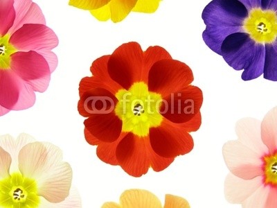 Anette Linnea Rasmus, spring primula (primel, primel, rot, blau, blume, backgrounds, blühen, blühen, botanisch, botanisch, knospe, close-up, verfärbt, details, gärten, isoliert, makro, pflanze, jahreszeit, jahreszeitlich, frühling, strukturen, samt, weiß, gel)