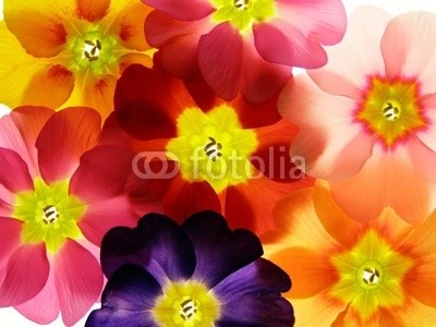 Anette Linnea Rasmus, spring primula (primel, primel, rot, blau, blume, backgrounds, blühen, blühen, botanisch, botanisch, knospe, close-up, verfärbt, details, gärten, isoliert, makro, pflanze, jahreszeit, jahreszeitlich, frühling, strukturen, samt, weiß, gel)