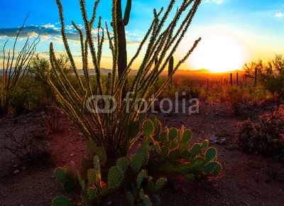 bvuhh, Desert Sunset (arizona, uns, sonnenuntergang, sand, weit)