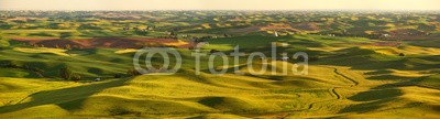 bvuhh, Palouse Hills (palouse, washington, uns, welle, hügel, vale, welle, farmland, landschaft, corn, panoram)