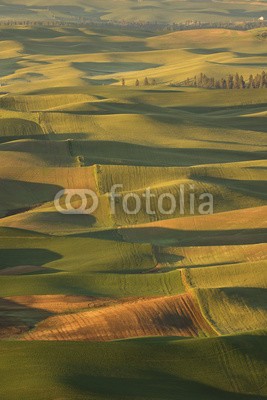 Patricia Thomas, Sunrise over the rolling hills of Palouse (himmel, landschaft, sonnenuntergang, natur, wolken, wolken, sonnenaufgang, feld, grün, gras, sonne, wiese, blau, sommer, berg, hügel, morgens, landschaft, anblick, nebel, panorama, baum, schöner, gelb, nebel, palouse, bauernhof, rolling hills, farmlan)