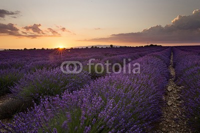 Patricia Thomas, Sunset over Lavender in Provonce (blume, lila, lavendel, natur, blume, feld, pflanze, gärten, sommer, veilchen, lauch, rosa, blühen, heidekraut, flora, grün, frühling, floral, blühen, close-up, kraut, zwiebel, schöner, aroma, ackerbau, provence, französisch, frankreich, landschaf)