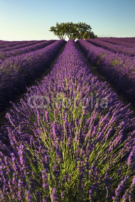 Patricia Thomas, Rows of lavender and tree (lavendel, feld, lila, blume, natur, blume, landschaft, pflanze, sommer, ackerbau, frankreich, provence, gärten, veilchen, aroma, bauernhof, kraut, grün, blühen, natürlich, farbe, floral, heidekraut, schönheit, medizin, bau)