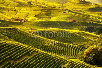 stevanzz, Langhe vineyards sunset panorama, Barolo, Piedmont, Italy Europe. (weinberge, weinberge, landschaft, barolo, italien, piemonte, ackerbau, wein, anblick, europa, italienisch, hügel, wein, ländliche, alba, natur, landschaft, staat, grün, tourismus, sonnenuntergang, reisen, unesco, piemonte, natürlich, urlaub, weingu)