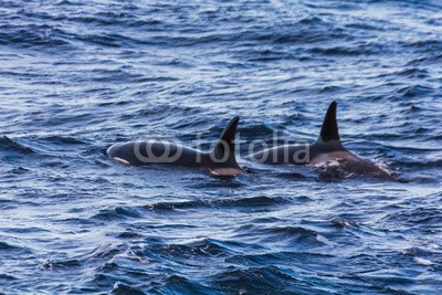 IAM-PHOTOGRAPHY, Orcas pilot whales taken at the atlantic near andenes lofoten (tier, atlantic, schwertwal, lebewesen, tauchen, enorm, fisch, fluke, grau, huge, lofoten, säugetier, massiv, berg, natur, norden, norge, ozean, piloten, skala, meer, schnee, sperma, walrat, schwimmen, schwanz, wasser, wal, wildlif)