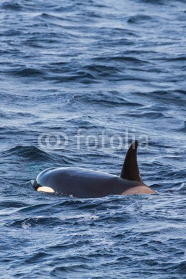 IAM-PHOTOGRAPHY, Orcas pilot whales taken at the atlantic near andenes lofoten (tier, atlantic, schwertwal, lebewesen, tauchen, enorm, fisch, fluke, grau, huge, lofoten, säugetier, massiv, berg, natur, norden, norge, ozean, piloten, skala, meer, schnee, sperma, walrat, schwimmen, schwanz, wasser, wal, wildlif)