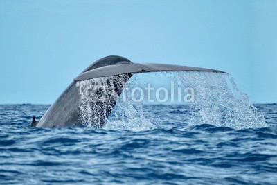 Charlotte, A magnificent blue whale with water streaming from its tail flukes (pico, azoren, ozean, wal, meer, wasser, blau, säugetier, natur, platsch, schwanz, tier, marin, wild, riese, gefährdet, art, bootsfahrt, begegnung, unglaublich, migration, schließen, finne, frei, ökotourismus, abenteue)