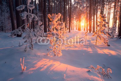 alexugalek, Christmas nature (weihnachten, winter, szene, schnee, landschaft, weiß, park, natur, hintergrund, blau, wald, baum, himmel, reisen, schönheit, jahreszeit, kalt, gefroren, eis, frost, schöner, sonnenlicht, holz, urlaub, natürlich, licht, wetter, dezember, verschnei)