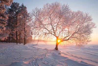 alexugalek, Winter landscape (winter, landschaft, weihnachten, landschaft, schnee, hintergrund, schöner, sonnenuntergang, verschneit, weihnachten, natur, sonnenaufgang, anblick, reisen, morgengrauen, wald, baum, jahreszeit, skier, -tannen, schneefall, raureif, weiß, neu, jahre, aben)