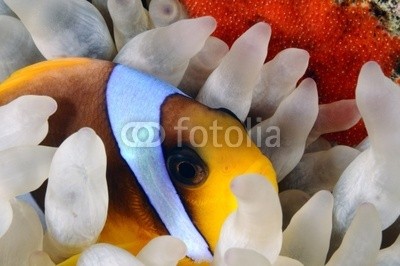 uwimages, Anemone fish lying eggs (meer, wasser, fisch, natur, tier, schöner, close-up, backgrounds, rotes meer, clownfisch, nemo, clownfisch, gesicht, unterwasser, ozean, meeresflora und -fauna, korallen, tropisch, aquarium, riff, bunt, draußen, coloured, biologie, tauchen, umwelt)