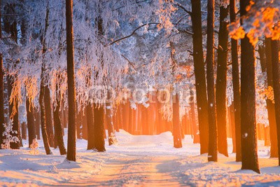 alexugalek, Winter forest scenery (schnee, winter, wald, straßen, hintergrund, weihnachten, landschaft, szene, natur, weiß, landschaft, frost, jahreszeit, verschneit, kalt, schneefall, blau, park, sonnenlicht, baum, abend, sonne, licht, wonderland, froh, pinien, morgens, -tannen, lebendi)