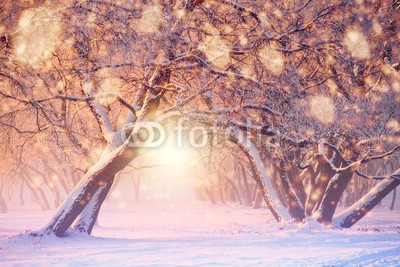 alexugalek, Christmas or New Year background (hintergrund, landschaft, winter, weihnachten, natur, verschneit, weiß, nacht, schnee, weihnachten, blau, frost, licht, sonnenlicht, jahreszeit, frostig, schneefall, schneeflocke, kalt, wald, szene, eis, schöner, neu, jahre, zeit, sonnenschein, wonderlan)