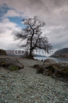 Paul Lampard, Tree at lake edge, Cumbria, England (see, berg, landschaft, wasser, natur, baum, lake district, besinnung, mores, landschaftlich, berg, himmel, gebirgskette, draußen, tage, berggipfel, szene, idyllisch, beruhigt, vale, anblick, ländliche, szeneri)