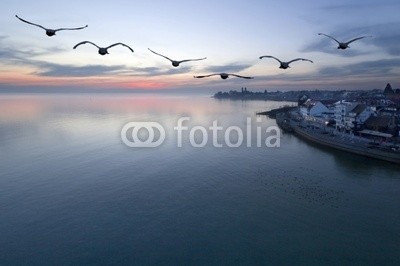 Andrzej Gryczkowski, Bodensee - Friedrichshafen - Vögel (lake constance, vögel, swans, hafen, abend, sonnenuntergänge, urlaub, reise, segelsport, schwimme)