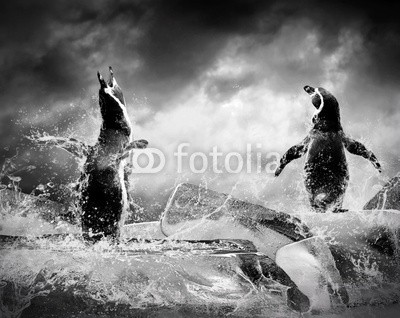 Andrii Iurlov, Penguin on the Ice in water drops. (pinguin, vögel, wasser, eis, natur, himmel, fallen lassen, tier, antarktis, antarktis, hell, wolken, kalt, eisig, pole, region, meer, jahreszeit, schnee, weiß, wildlife, arktis, groß, spiegelung, klima, marin, norden, polar, süden, schwimmen, schwimme)