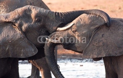 Alta Oosthuizen, Two elephants greeting at waterhole lovingly (2, elefant, begrüssung, wasserloch, berühren, familie, zusammen, natur, schlamm, verschmutzt, nass, trocken, hot, stoßzähne, textur, kräuseln, kräfte, stark, kameradschaft, aktion, aktiv, afrika, afrikanisch, tier, baden, kampf, aufruhr, liebe, figh)