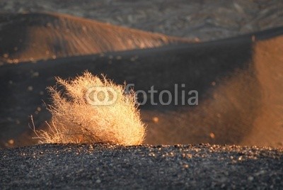 David Smith, sage brush illuminated by rising sun in death valley california (schwarz, verzweigt, braun, bürste, busch, california, farbe, bunt, death valley, oden, menschenleer, verlassen, dreck, dramatisch, trocken, glühen, gold, gold, kies, hügel, hang, hot, illuminieren, isoliert, morgengrauen, landschaft, licht, morgen)