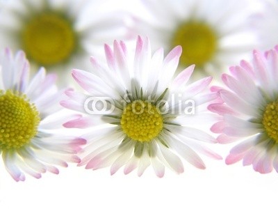 Anette Linnea Rasmus, white spring daisies (blume, isoliert, verbund, gänseblümchen, gänseblümchen, backgrounds, groß, blühen, blühen, botanisch, botanisch, kreis, kreisförmig, close-up, details, flora, floral, frisch, gärten, makro, natürlich, natur, objekt, stück, pflanze, blütenstau)