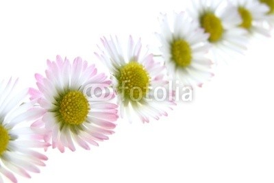 Anette Linnea Rasmus, white spring daisies (blume, isoliert, verbund, gänseblümchen, gänseblümchen, backgrounds, groß, blühen, blühen, botanisch, botanisch, kreis, kreisförmig, close-up, details, flora, floral, frisch, gärten, makro, natürlich, natur, objekt, stück, pflanze, blütenstau)